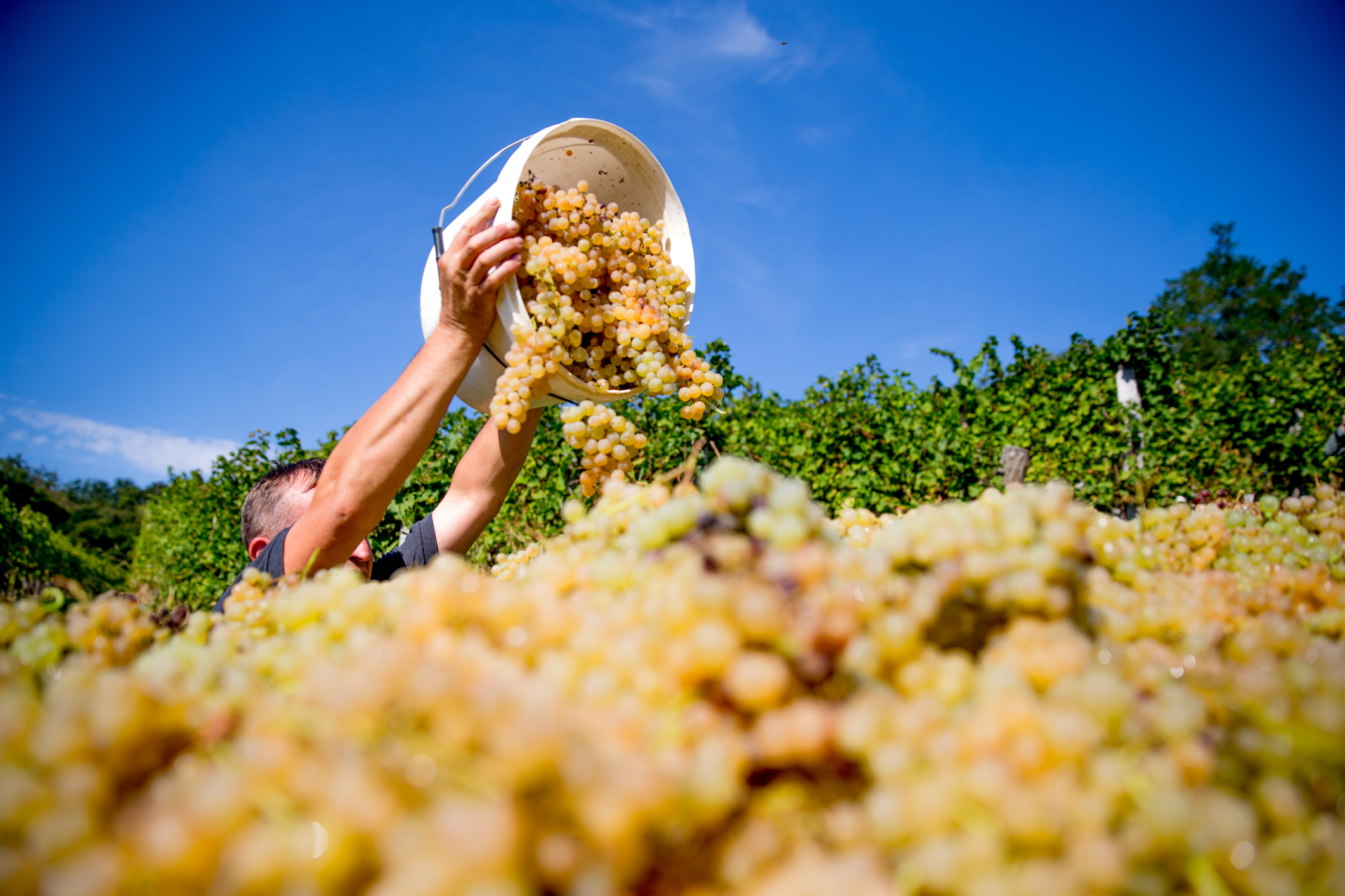 Der beliebte Sturm ist Wein-Vorbote | Wiener Wein