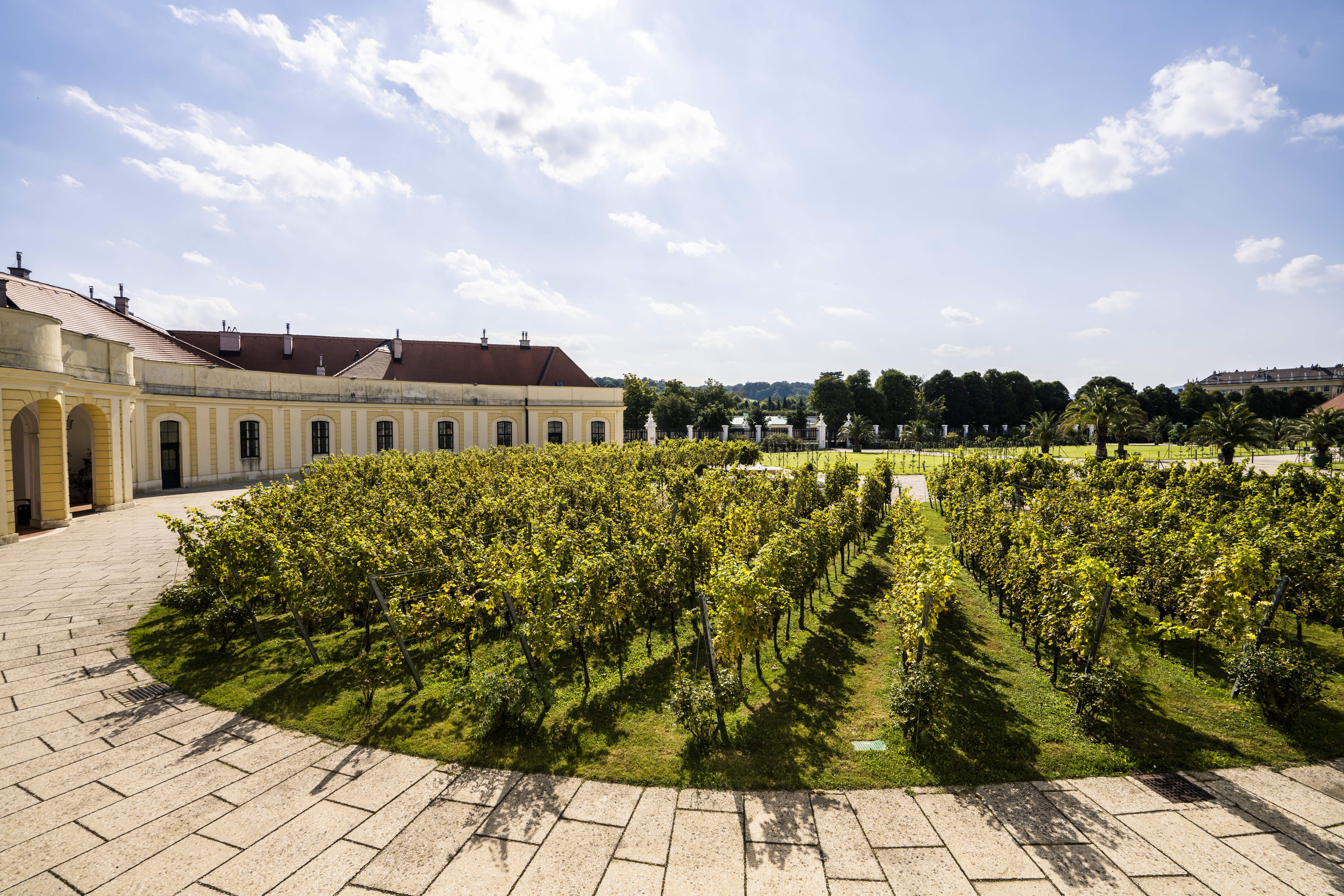 wien-hietzing-liesenpfennig-herbst