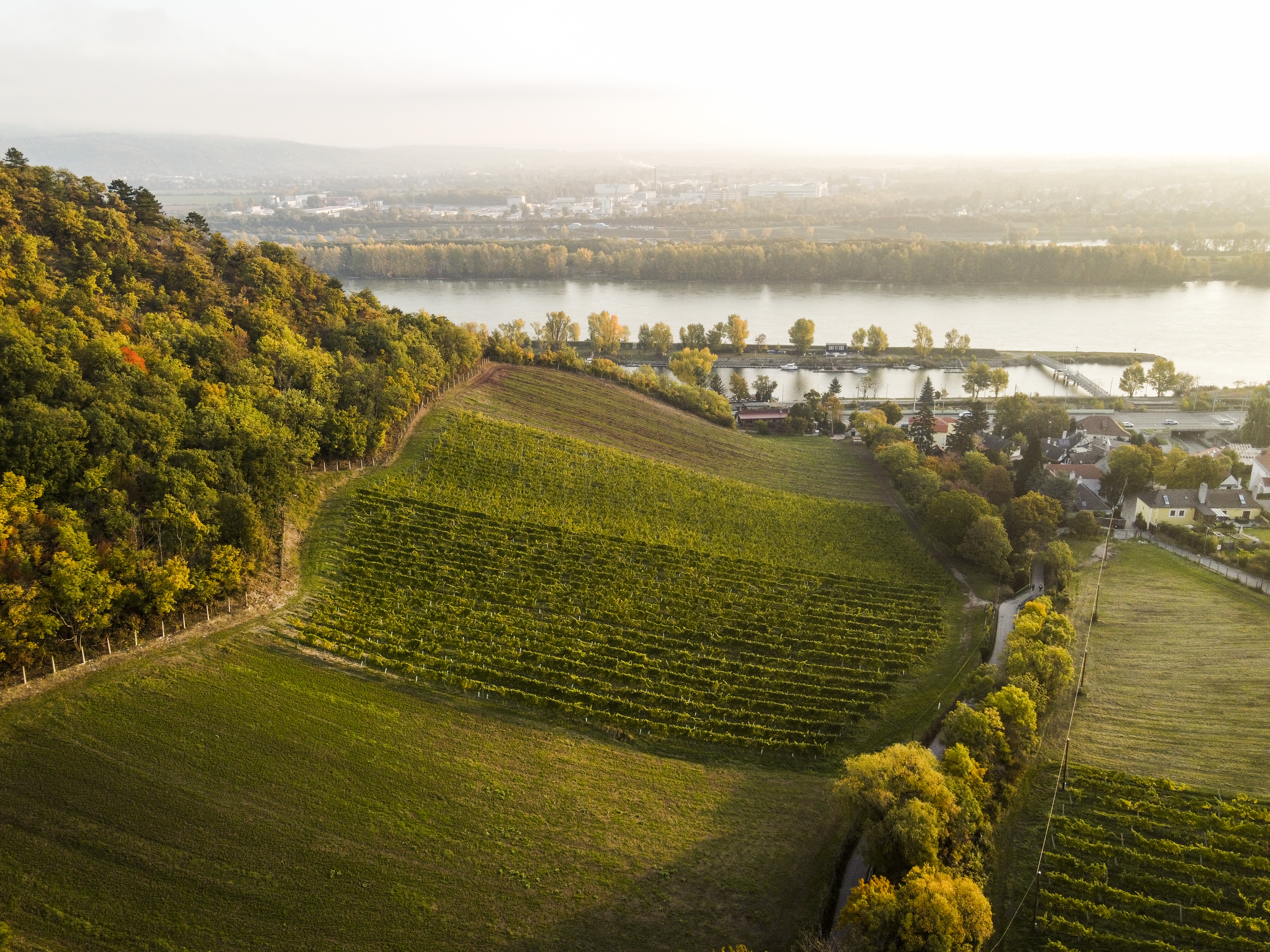 wien-kahlenbergerdorf-altweingarten-herbst