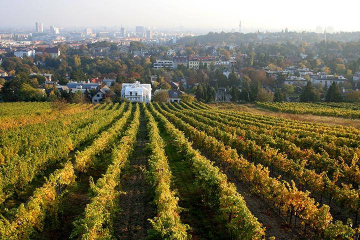 Weingarten mit Blick auf Villen (Foto: iStock / peeterv)