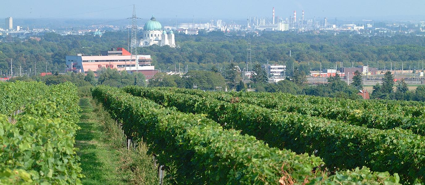 Weingarten Oberlaa