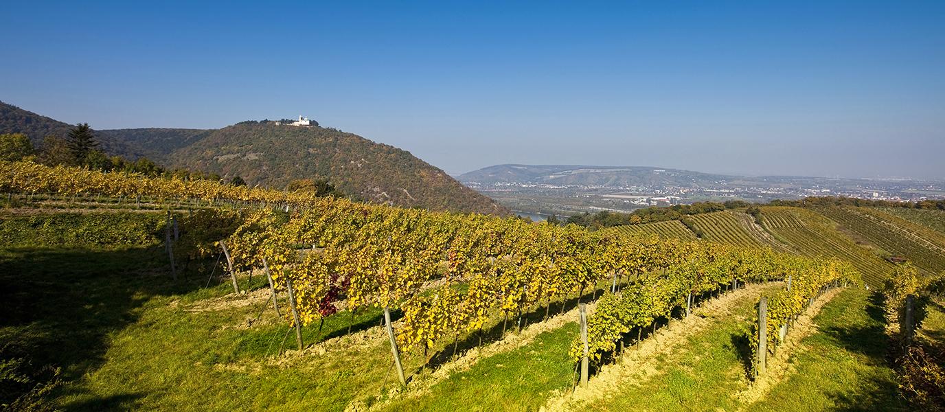 Kirche am Leopoldsberg oberhalb des Kahlenbergerdorfs