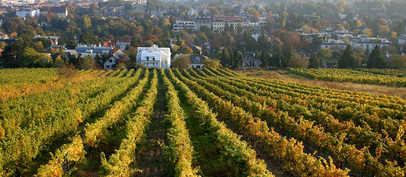 Weingarten mit Blick auf Villen