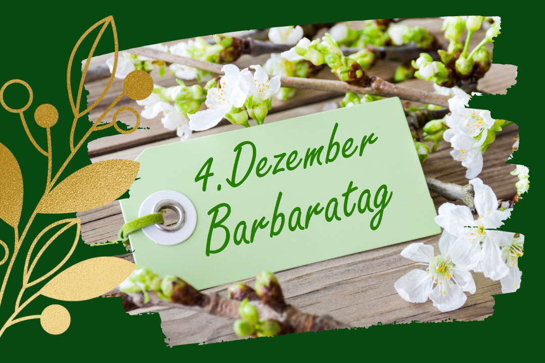 Die Barbarazweige, am 4. Dezember ist Barbaratag