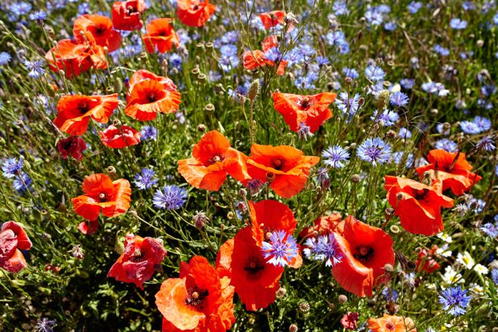 Blumenbeet