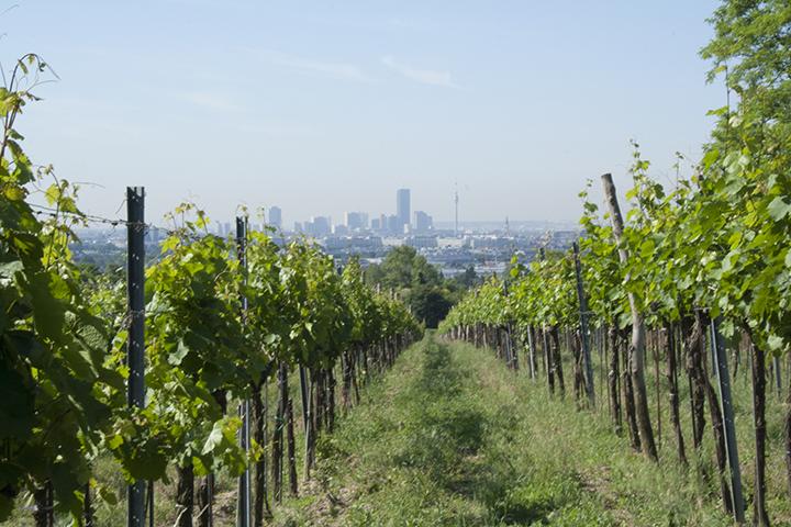 Weingarten am Bisamberg (Foto: LK Wien / Irene Diendorfer)