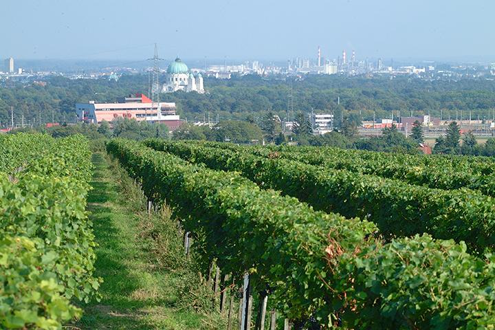 Weingarten Oberlaa (Foto: Weingut Wieselthaler)