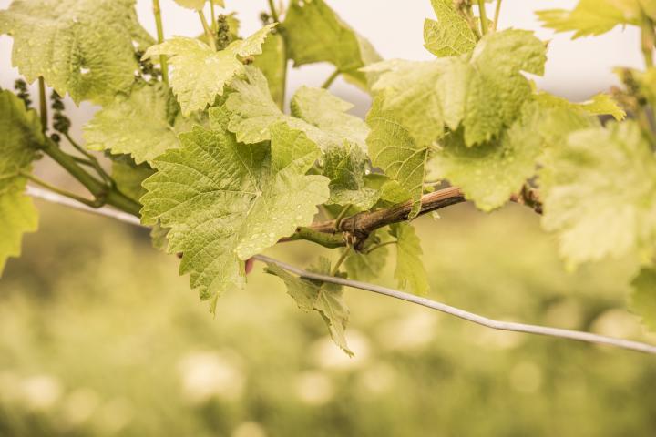 Weingartenbegehung des Weinbauverein Strebersdorf