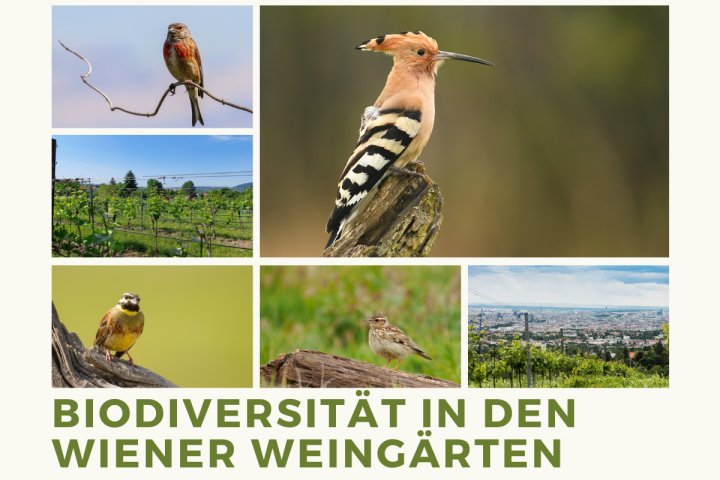 Biodiversität im Weingarten, zu sehen sind Bilder von Wiener Weingärten und verschiednene Vögeln wie Zaunammer, Wiedehopf, heideerle und Bluthänfling