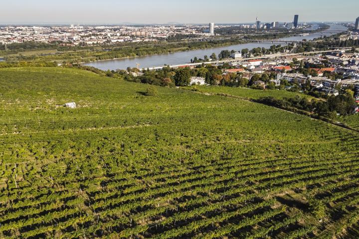 Wien Nussberg Weingarten