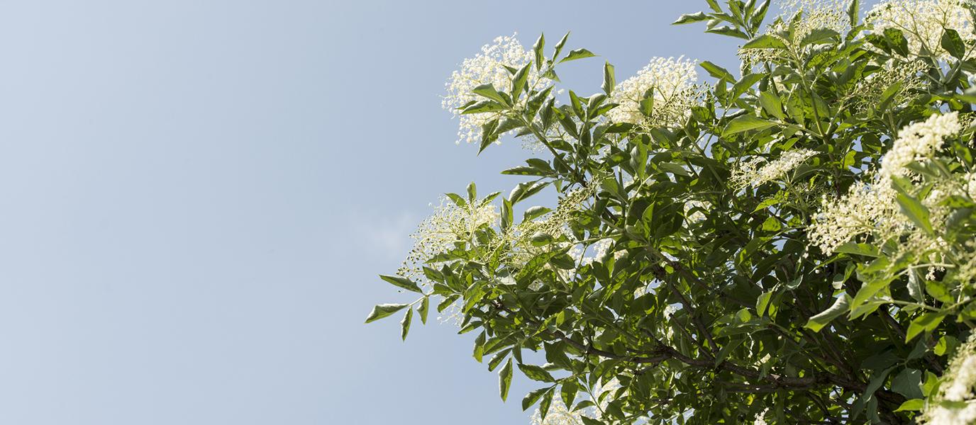 Hollunderbaum