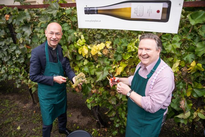 Weinlese am Schwarzenbergplatz