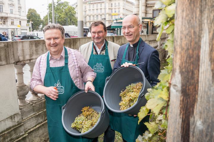 Weinlese am Schwarzenbergplatz