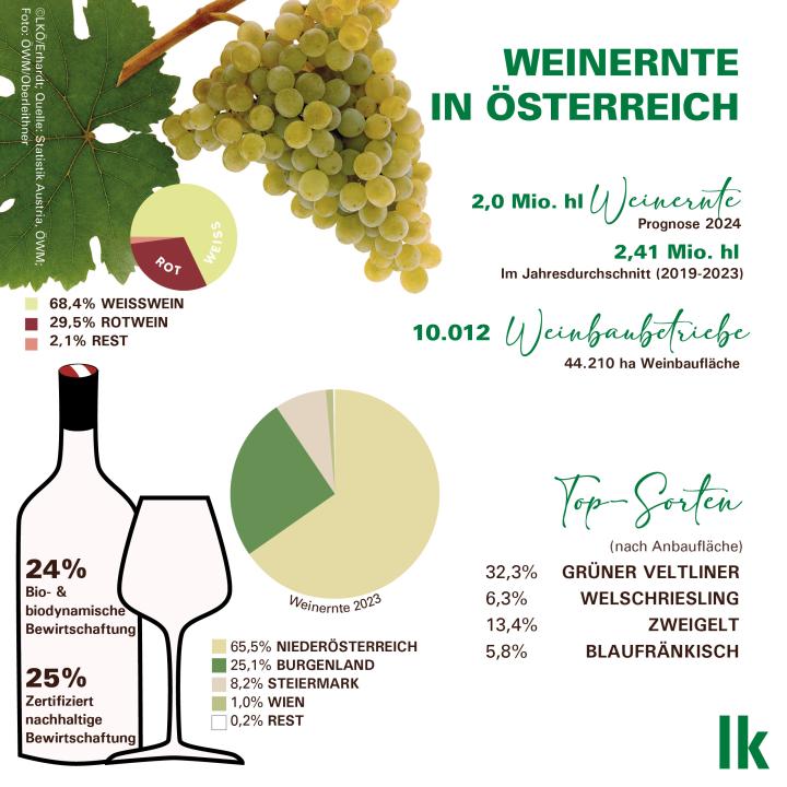 Weinernte in Österreich