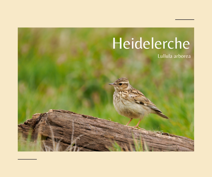 Heidelerche